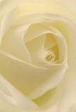 This delicate image enfolds the viewer in the soft, luminous embrace of a cream-white rose at full bloom, its spiral of petals inviting a silent, sensory exploration. The visual experience is intimate-petals unfurling in seemingly endless layers, their satin texture near-translucent at the very edges, catching gentle highlights that recall the diffuse morning glow over Dagenham's leafy avenues. Shadowed folds add a serene drama, emphasizing both the vulnerability and quiet power nestled at the flower's heart. The arrangement conveys a peace meant for reflective moments-ideal for sending sympathy, honoring memories, or marking new beginnings within our local Dagenham community. As a florist observing each precise detail, I am struck by how the rose embodies both fragility and resilience: a fragrant presence that offers warmth and hope, arranged with care for same-day delivery to homes across Dagenham, bringing a pure and tender emotion to every special moment.